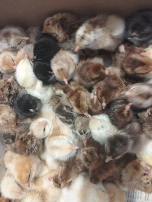 Цыплята домашние простые