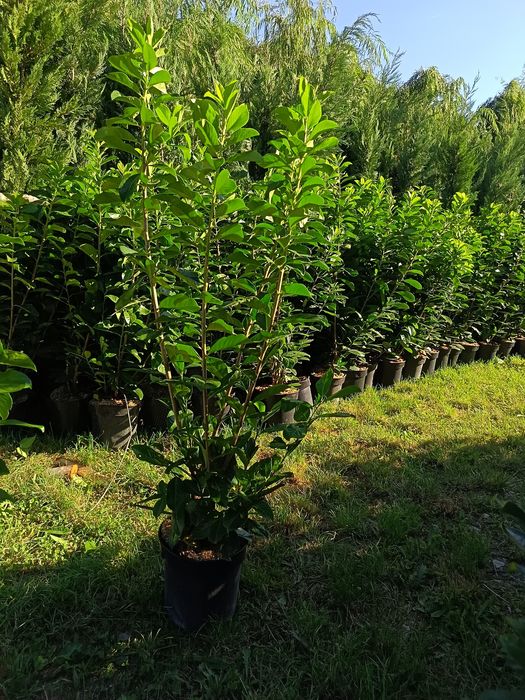 Katalpa Platan Tei Mesteacăn Carpen Leylandi Prunus