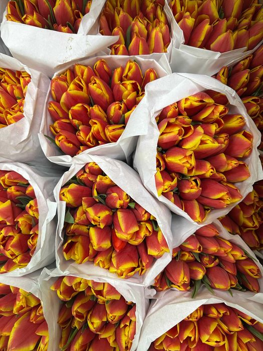 Премиум Тюльпаны оптом