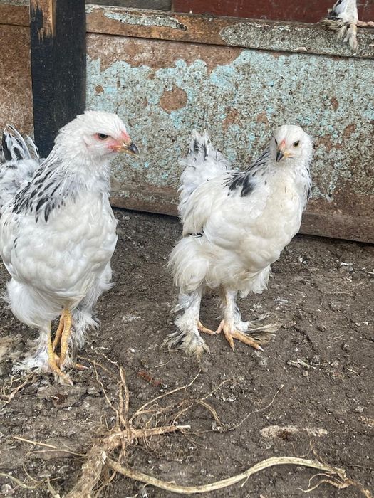 Продаётся цеплёнки породы Брама