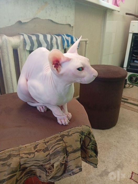 Sfinks   mushugi