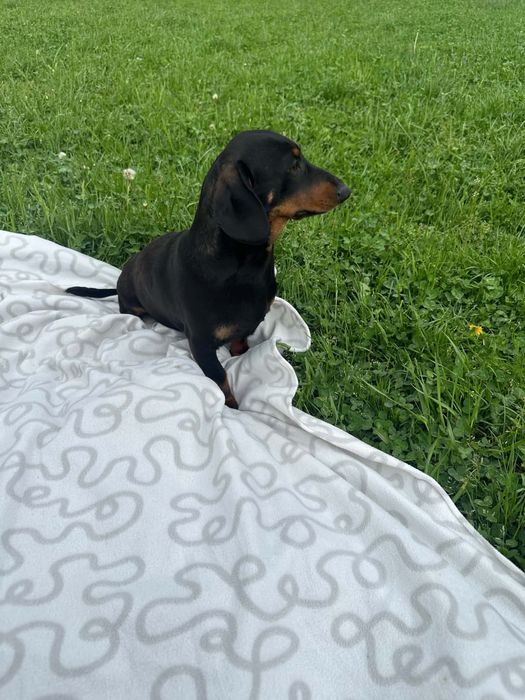 Catel mascul foarte frumos si harmic la sobolane