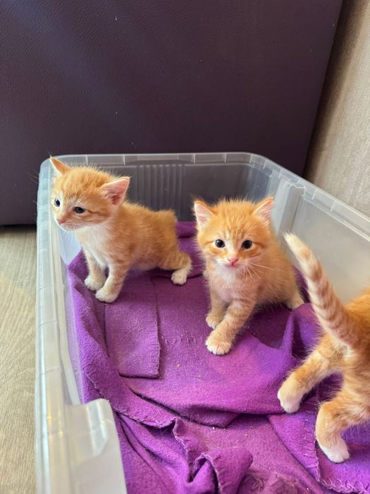 Бесплатно котята
