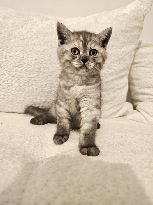 Pui british gri & argintiu