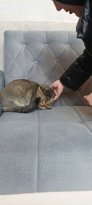 Чистый британский короткошерстный кот, золотистый окрас, 1+ год