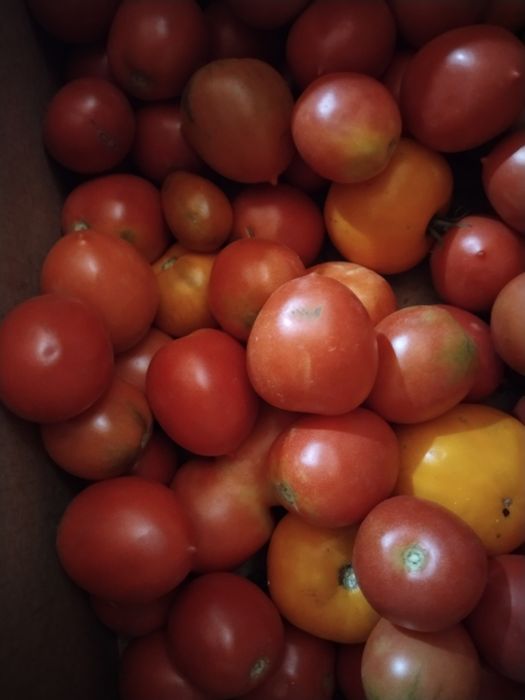 Продам домашние помидоры