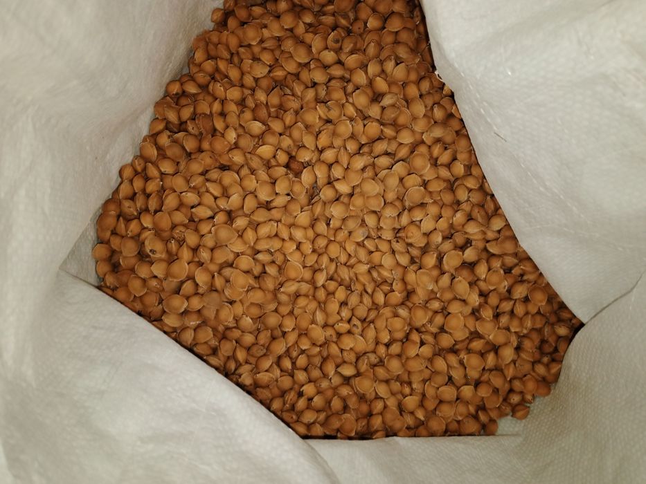 Donak sotiladi harxil donak bor