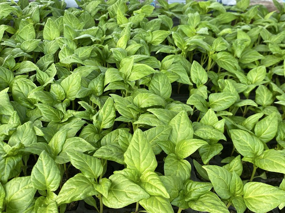 Răsaduri de Legume Profesionale – Soiuri Românești și Hibrizi Productivi
