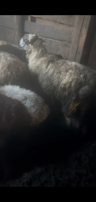 Продаю баранов кой сатылады