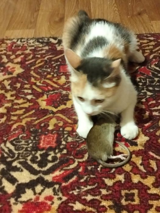 Отдам котят . Мама крысоловка