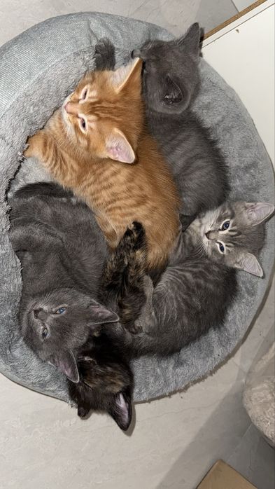 Котенок в добрые руки