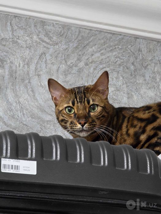 Продается Кот Бенгал
