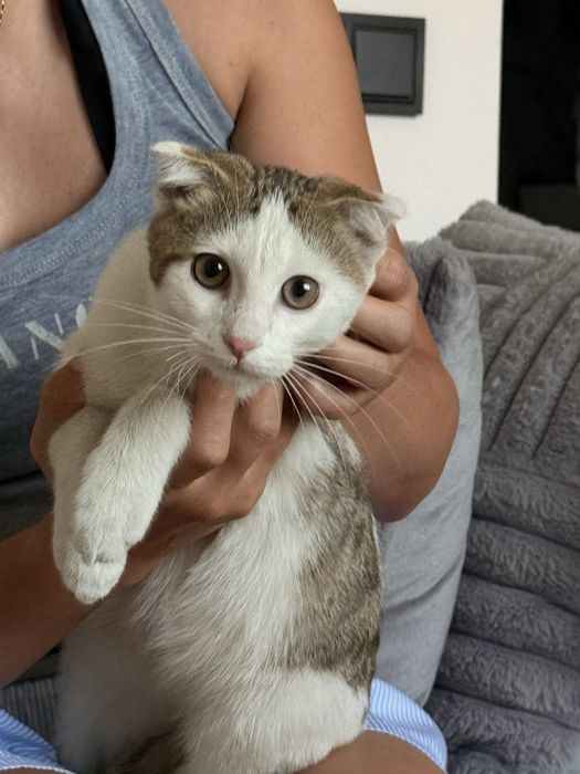 Отдадим кота в хорошие руки