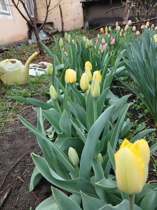 Тюльпаны не срезанные под срез