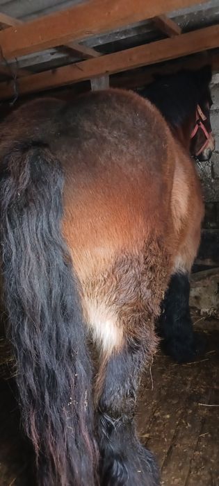 Vând iapa  murga  ardeneza