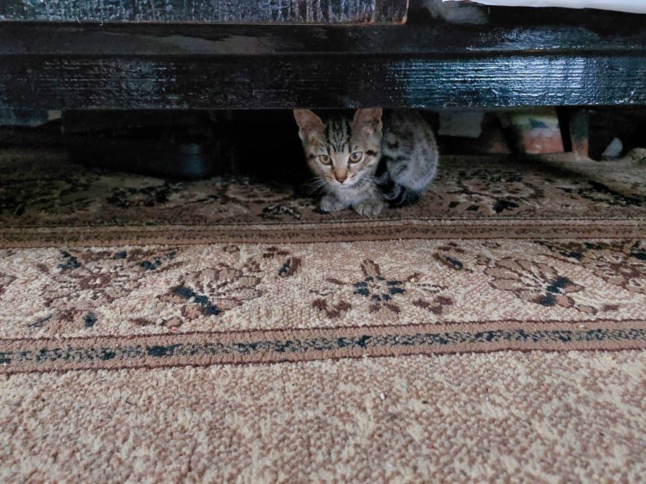 Отдам котят в добрые руки