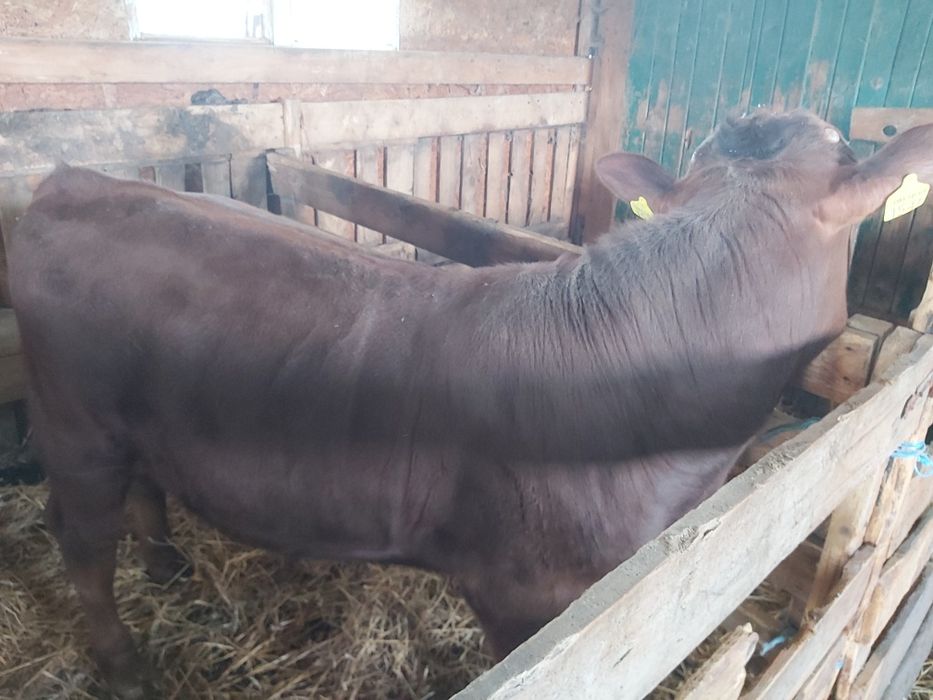 3 viței de vânzare