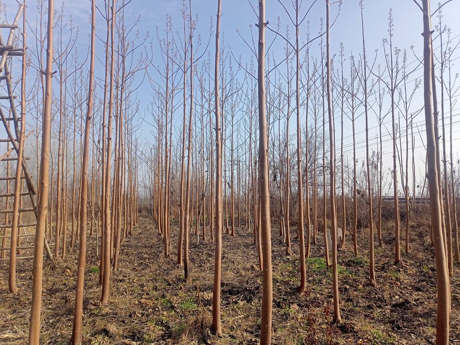 Павловния оригинал сорт Шанг тонг в большом асортимнте