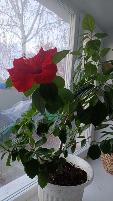 Роза, гибискус.Голандия.Высота 1.2 м.