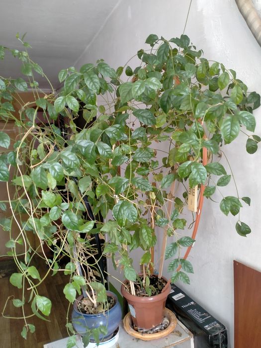 Продам комнатные цветы