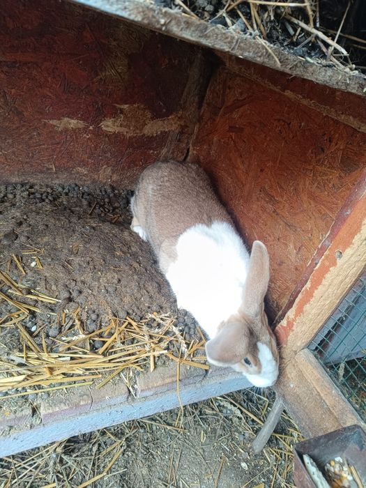 Vând femele berbec german