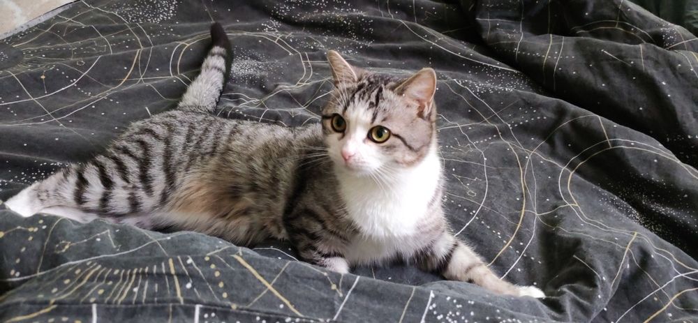 Отдадим кошку в добрые руки