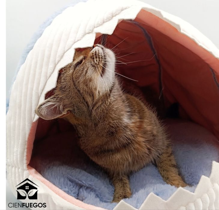 Лежаки, домики для животных