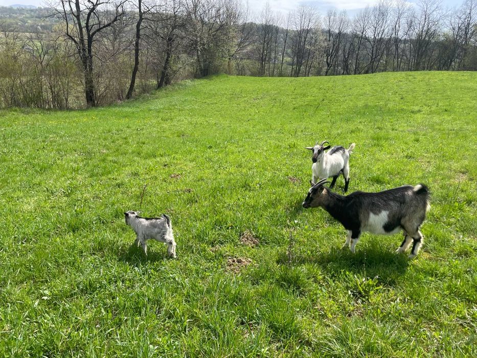 Vând două capre și un ieduț. Preț1100 neg.