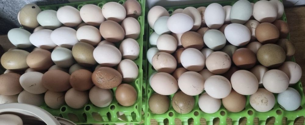 Ouă incubat ( metis )