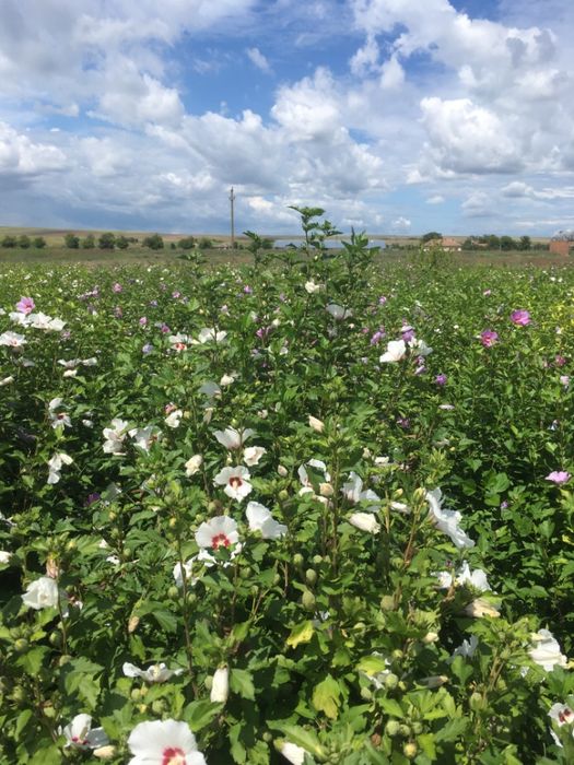 Hibiscus Syriacus - Gard Viu - Trandafir de gradina