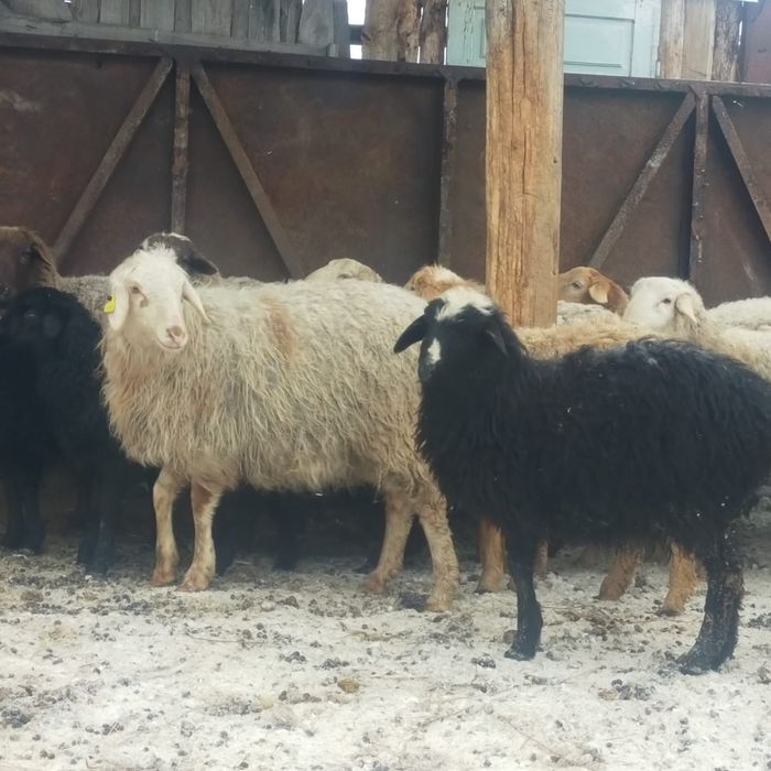 21 голова 1.2млн доставка