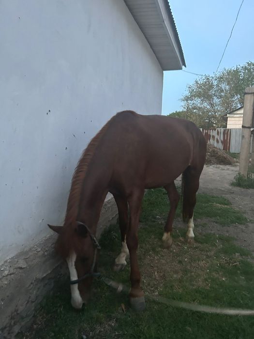 4 жасар аяк колы сау