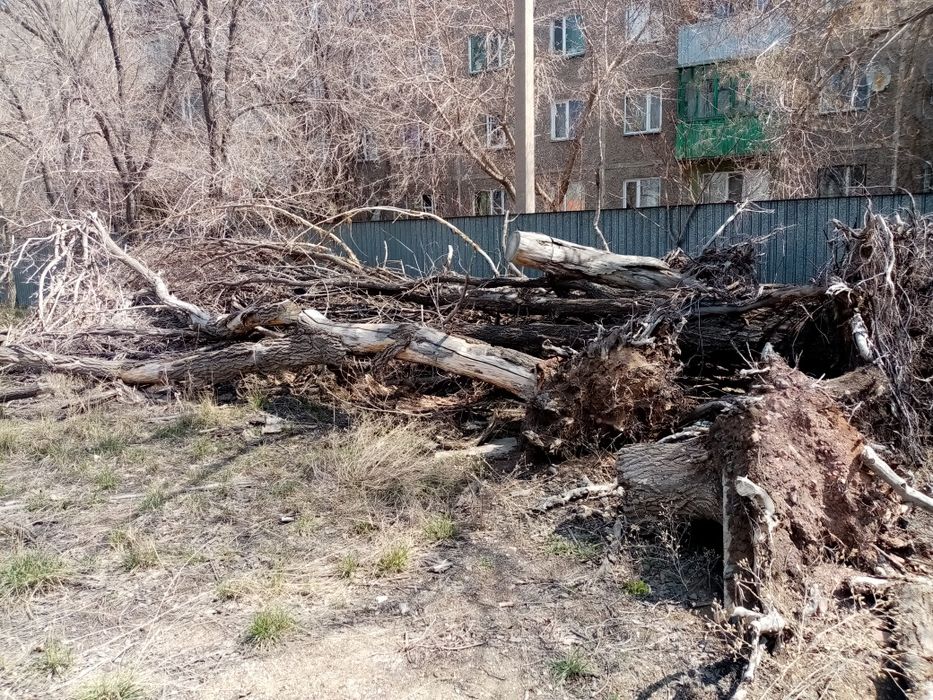 Дрова бесплатно. Караганда