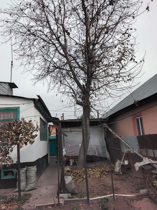 Бесплатно орех под спил и самовывоз