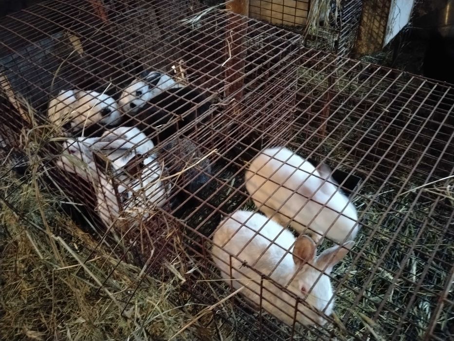 Продавам зайци за клане или за тамазлък