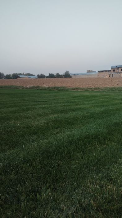 Газон Gazon ОПТОМ.