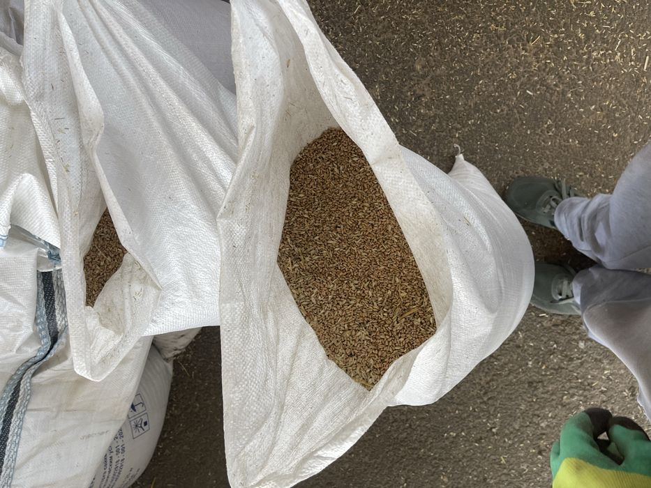 пшеница урожай  2025  мешках