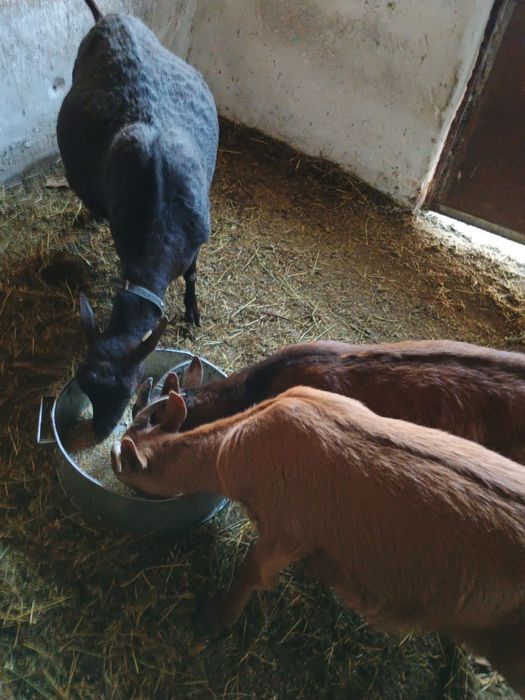 Vănd trei iezi de rasă