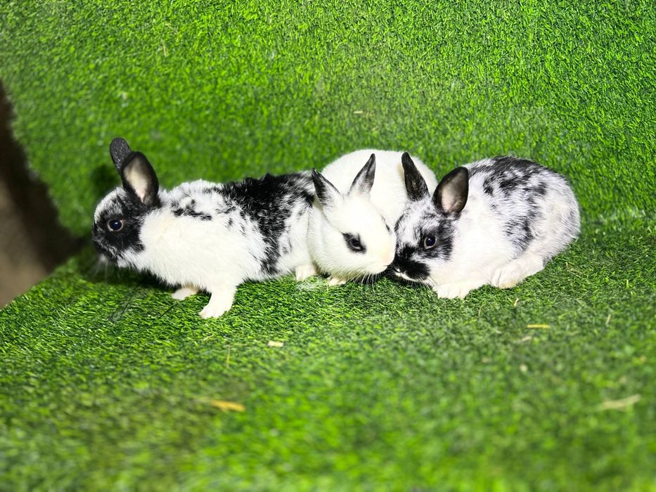 Quyon bollari sotiladi