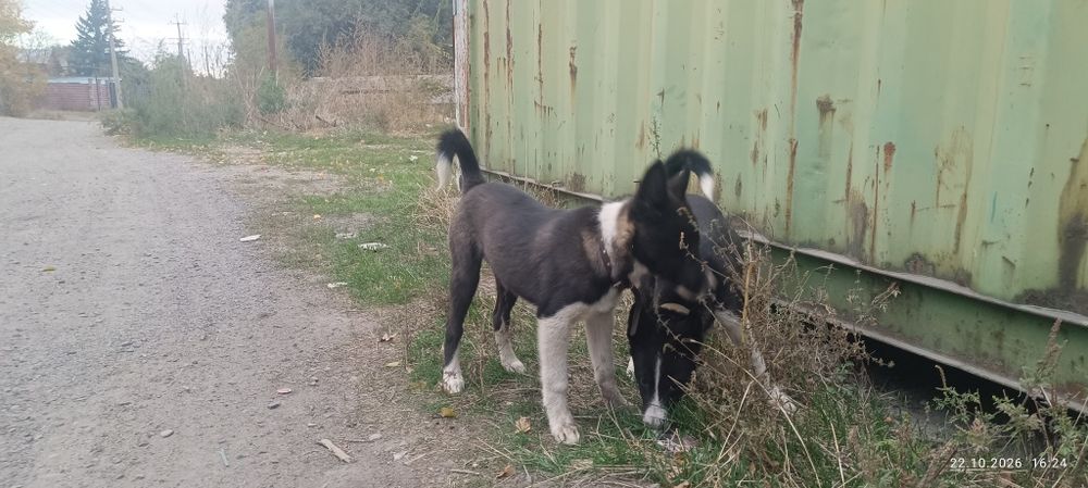 Продам щенят лайки