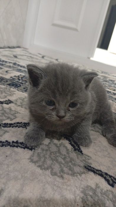 Fold strait pishikla sotiladi