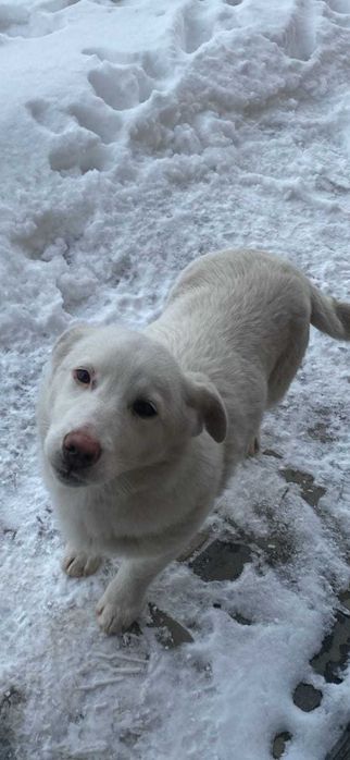 Щенок только в любящую собак семью