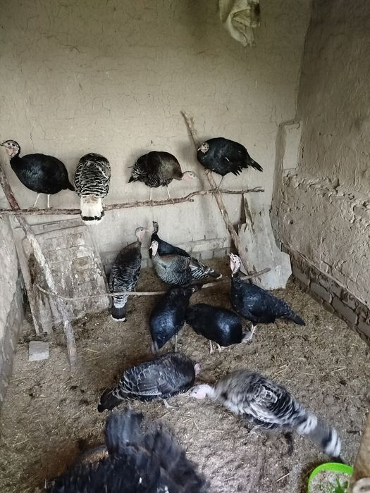 Assalomu aleykum shu induqlarni tuxumi sotiladi aniq narsalar 8 mingda