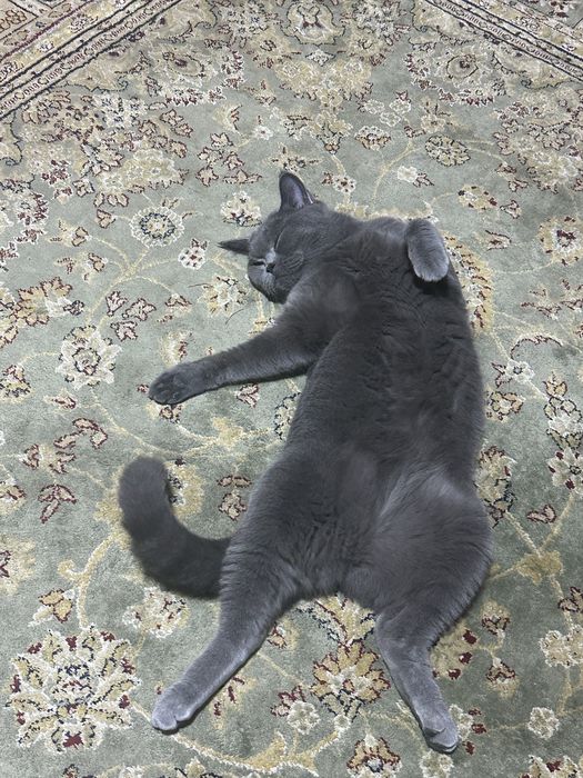 Кошка британская короткошёрстная