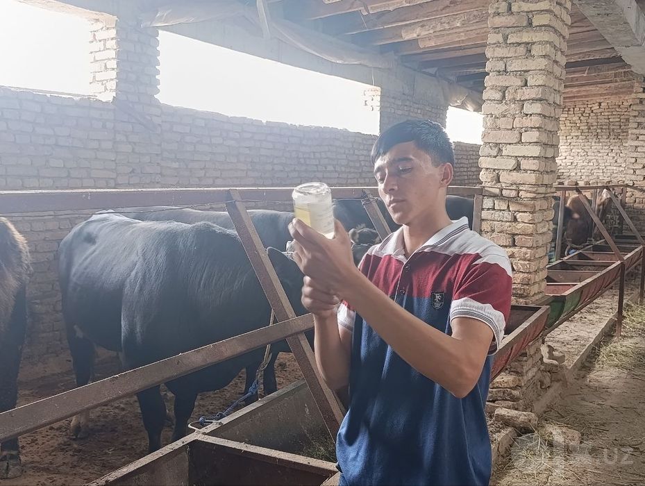 Veterinariya xizmati