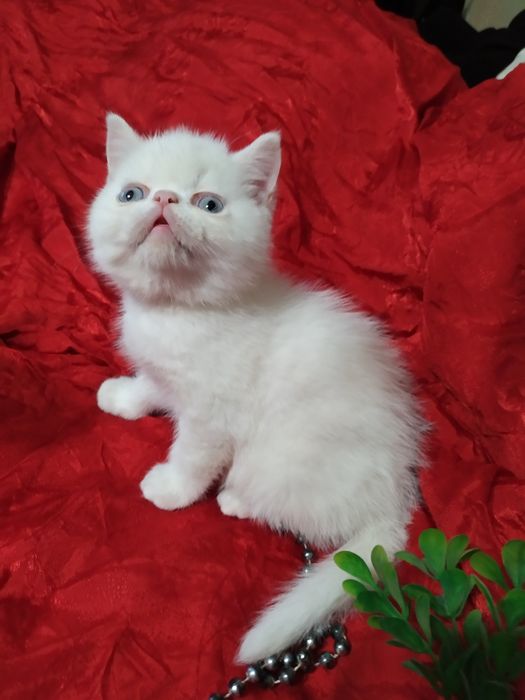 Продам котят экзоты 2 мал 2дев им 1 5 мем едят сами лоток   знает