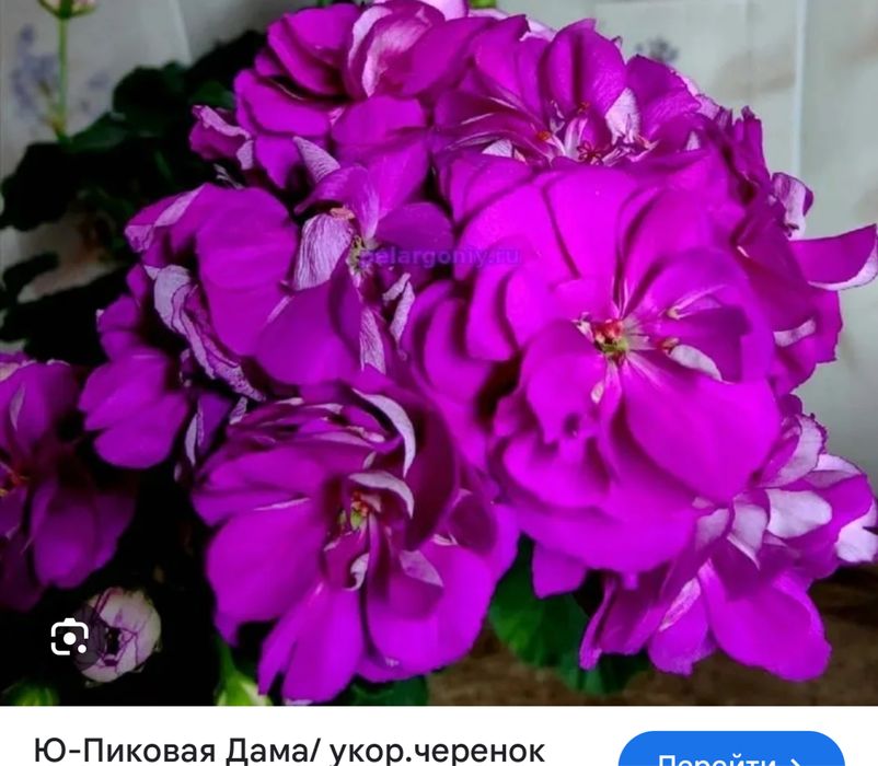 Пеларгония. Герань от 2000