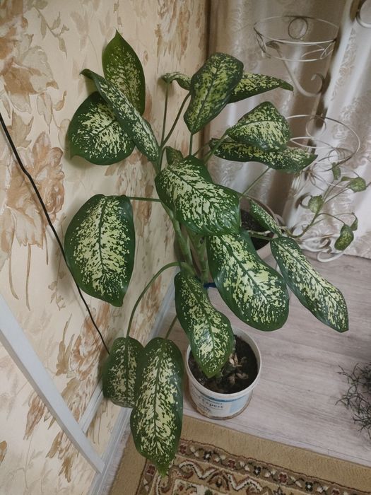 Цветок Дифенбахия