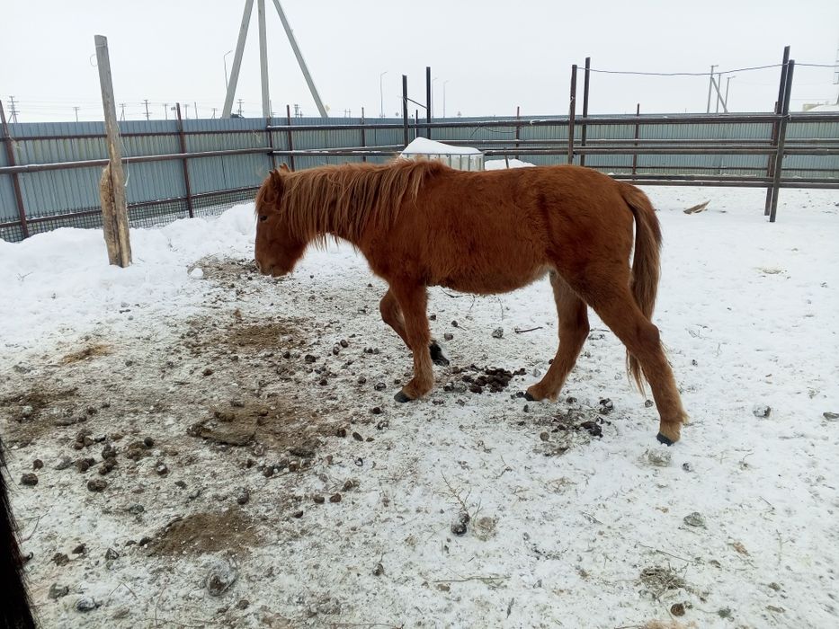 Донен сатылады Белесте