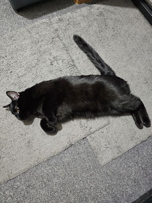 Симба в добрые руки.